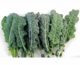 Kale organico